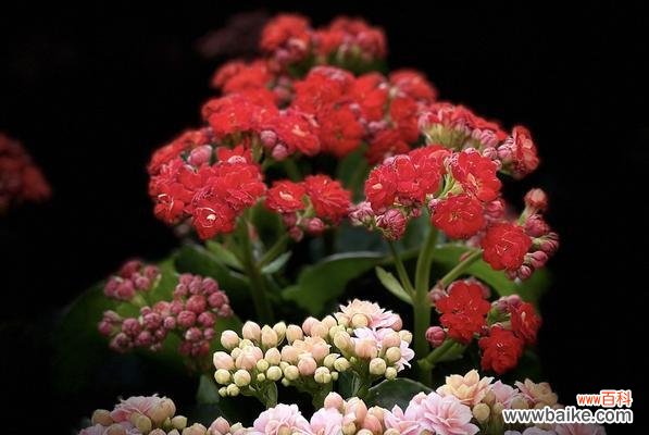 揭开长寿花的秘密 长寿花的花语与寓意