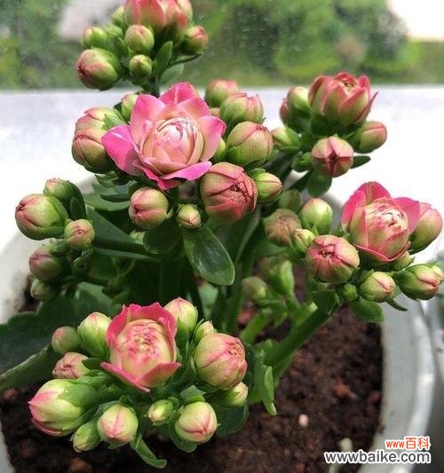 探索长寿花的神秘力量 长寿花