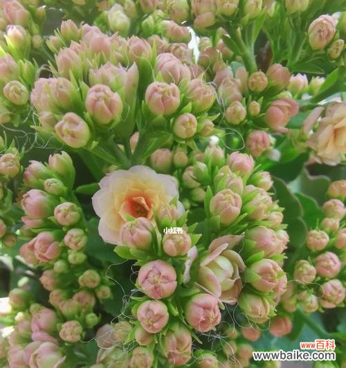 解读长寿花的色彩象征 长寿花的各种颜色寓意