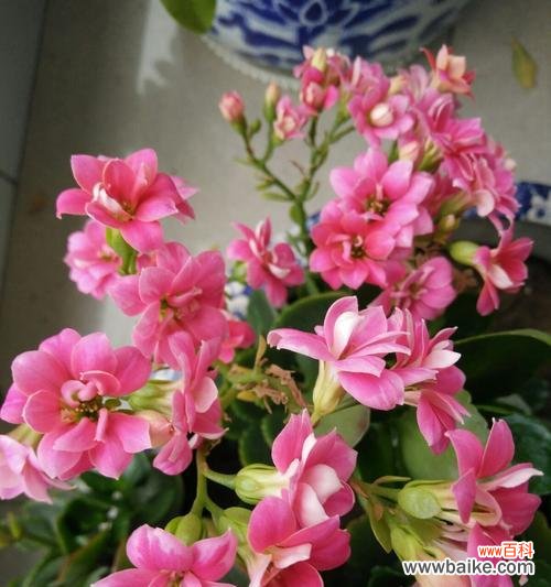 探索长寿花的药用价值和寓意 长寿花的神奇功效与花语