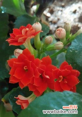 探索长寿花的药用价值和寓意 长寿花的神奇功效与花语