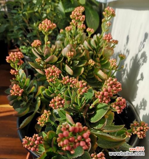 探寻长寿花的神秘之美 长寿花色彩与花语揭秘