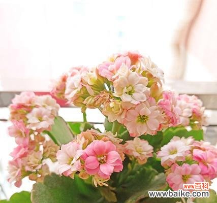 长寿花的花语和神奇力量 长寿花