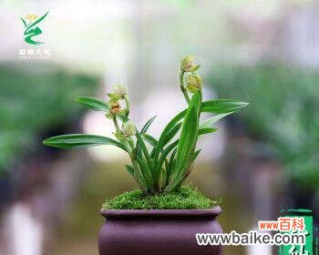 生命 兰草叶子行龙