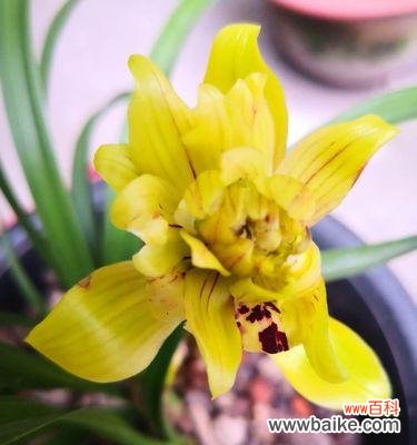 人生如兰 以兰花代表的人物