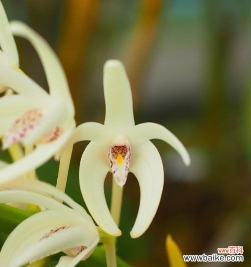 人生如兰 以兰花代表的人物