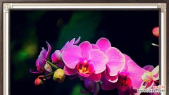 从传统文化到现代心理 探究兰花的花语和象征意义