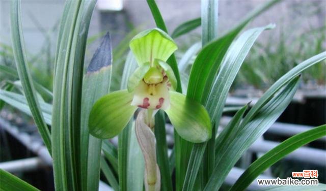 探索兰花在文化中的象征意义与其源起 兰花的寓意象征及原因