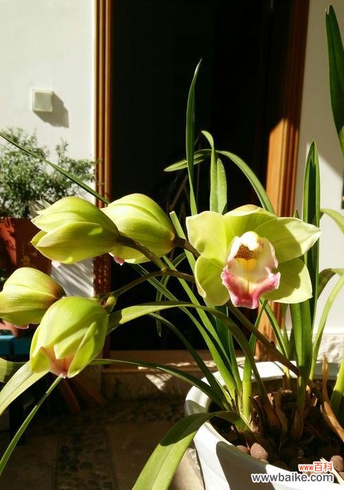 探索兰花在文化中的象征意义与其源起 兰花的寓意象征及原因