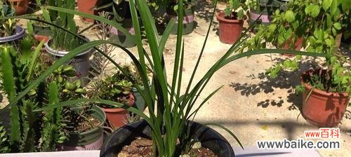 兰花复壮的意义与方法 以兰花复壮