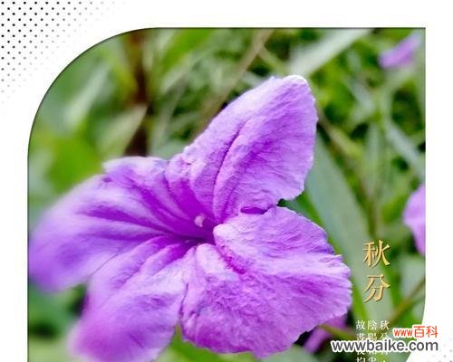 探索兰花的花语及其婀娜多姿的外观 以兰花花语