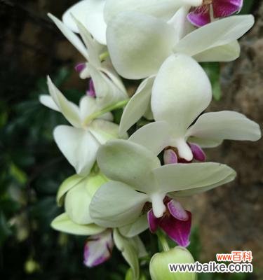 探索兰花的花语及其婀娜多姿的外观 以兰花花语