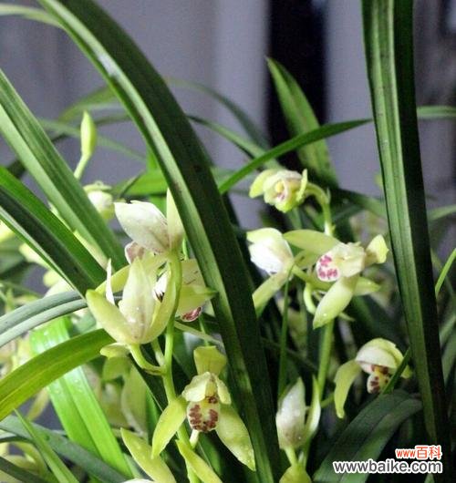 探索兰花的花语及其婀娜多姿的外观 以兰花花语