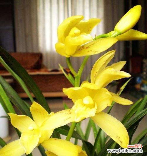 解读兰花的象征意义与美学价值 兰花