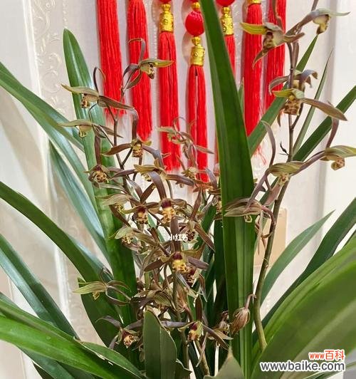 美丽兰花传递的美好寓意和深刻花语 兰花的寓意与花语