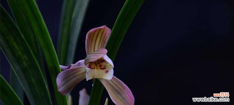 解读兰花的婉约之语 以兰花语怎么样