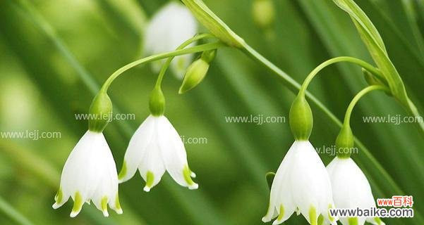 解读兰花的婉约之语 以兰花语怎么样