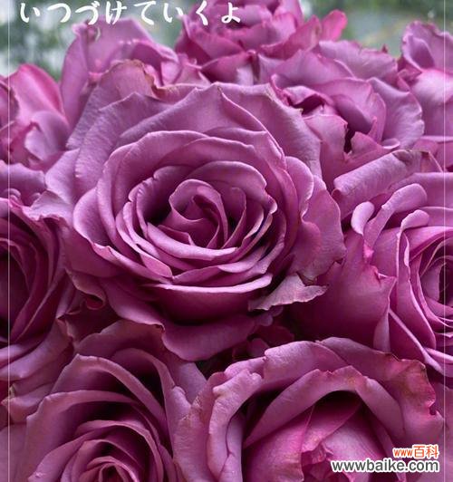 执着而孤傲 冷美人玫瑰的花语——坚持与矛盾并存的爱情