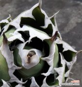 揭示龙舌兰花的神秘语言 龙舌兰花的花语之美