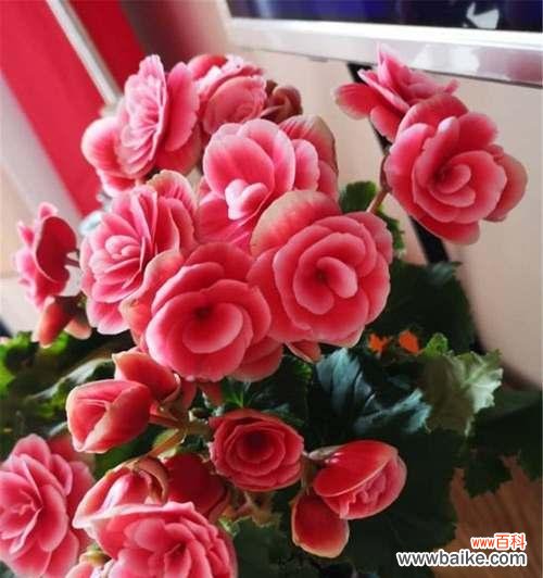 深情如海 丽格海棠花语——唤醒心灵的美丽