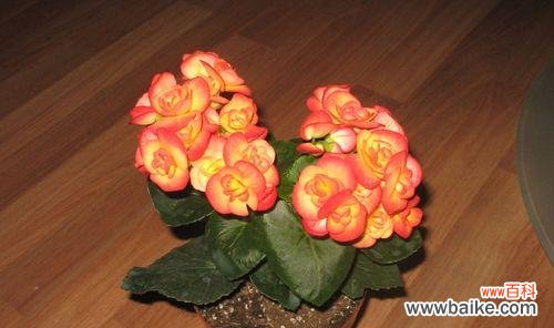 深情如海 丽格海棠花语——唤醒心灵的美丽