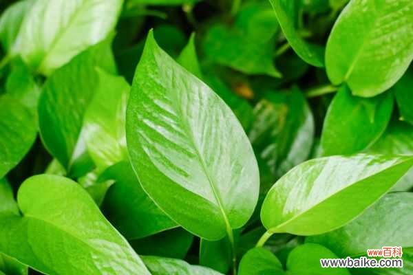 冬天绿萝烂根怎么办