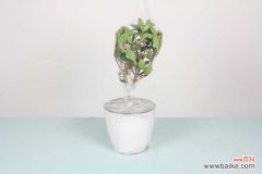 金边瑞香黄叶的原因及处理办法