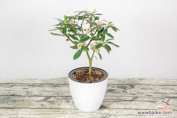 金边瑞香黄叶的原因及处理办法