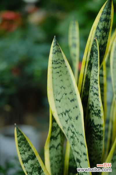 金边虎皮兰黄叶的原因和处理办法