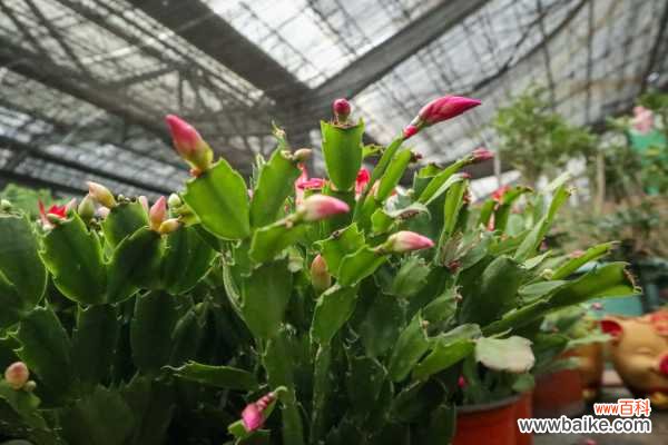 蟹爪兰怎么浇水不烂根，烂根怎么办