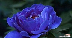 从花色到花形，解读牡丹的象征意义 牡丹花语的深刻寓意