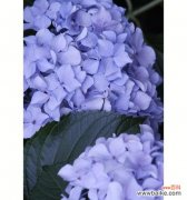 探寻蓝色绣球花背后的故事与意义，感受它那独特的魅力 蓝色绣球花——传说与花语