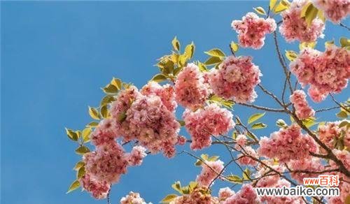 一朵小花背后的美好含义 樱花的花语和寓意