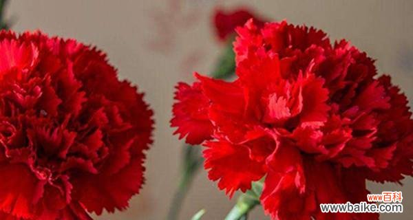 探究康乃馨花语的含义和象征 11朵康乃馨的花语