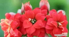 花开花谢 长寿花花语幼儿园