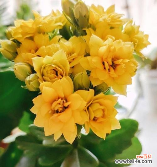 尊敬长寿 长寿花的美丽绽放