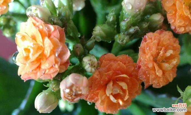 尊敬长寿 长寿花的美丽绽放