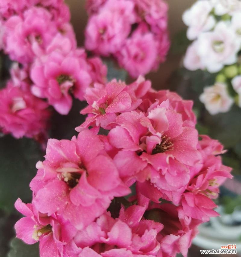 尊敬长寿 长寿花的美丽绽放