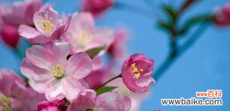 绽放爱的花朵 龙须海棠的花语传递爱的情感