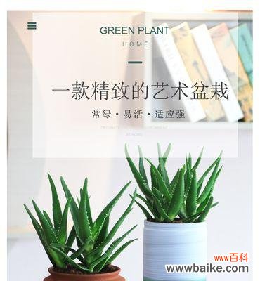 探寻芦荟多肉植物的美妙花语 芦荟多肉植物花语-健康与幸福的象征