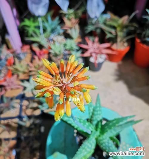 探寻芦荟多肉植物的美妙花语 芦荟多肉植物花语-健康与幸福的象征