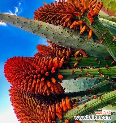芦荟花的神奇花语与功效解析 芦荟花语