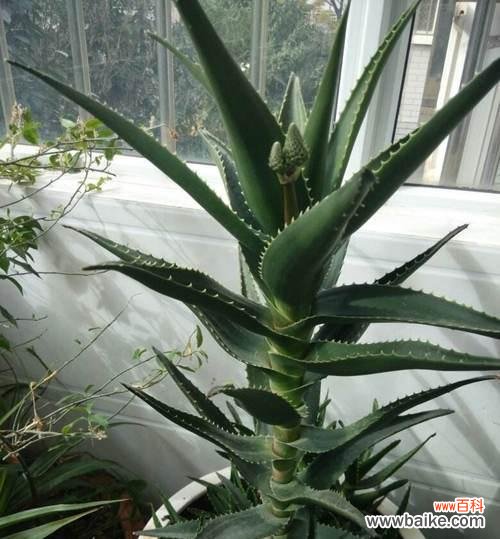 芦荟花的神奇花语与功效解析 芦荟花语