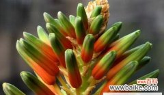 探寻芦荟花语的深层意义 芦荟花的花语