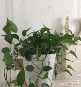 绿萝花语与寓意解读 绿萝