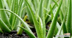 揭开芦荟开花所传达的神秘信息 芦荟开花的美丽花语