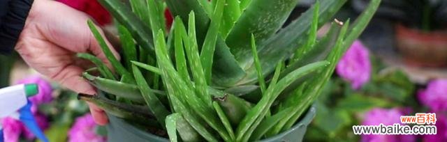 探寻芦荟在文化和药用领域的重要地位 芦荟的象征意义和神奇功效