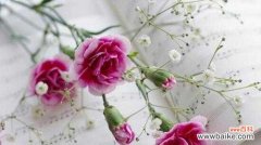 传递爱与感激的美丽之花 康乃馨花语与寓意