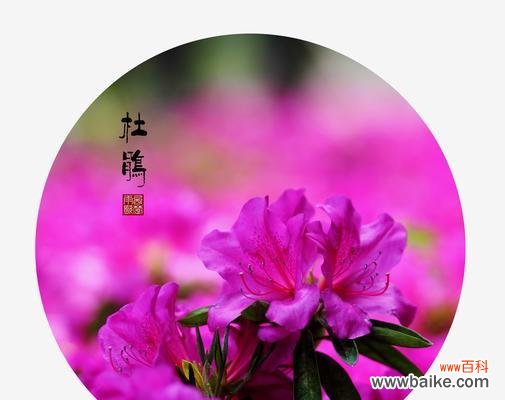 探索花卉文化中的杜鹃花 杜鹃花的代表意义