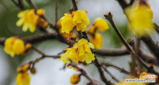 传承岁月的坚韧力量 腊梅花的花语